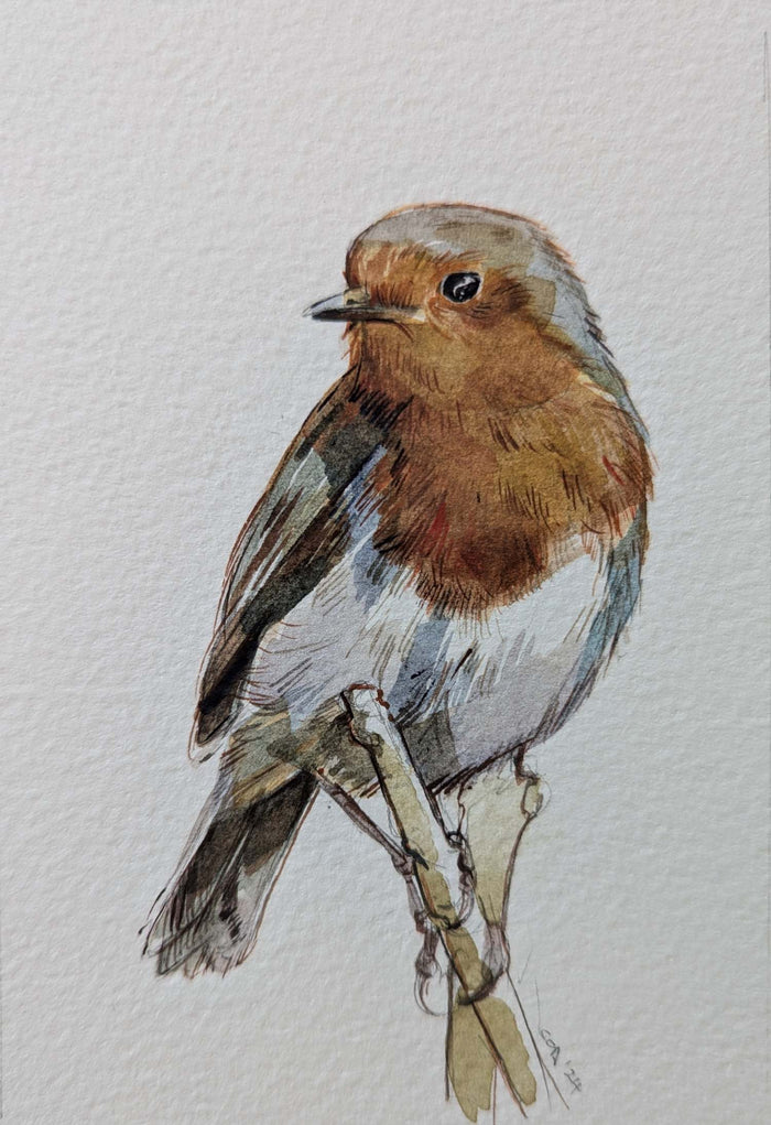 Robin Study by Carmen Carreira