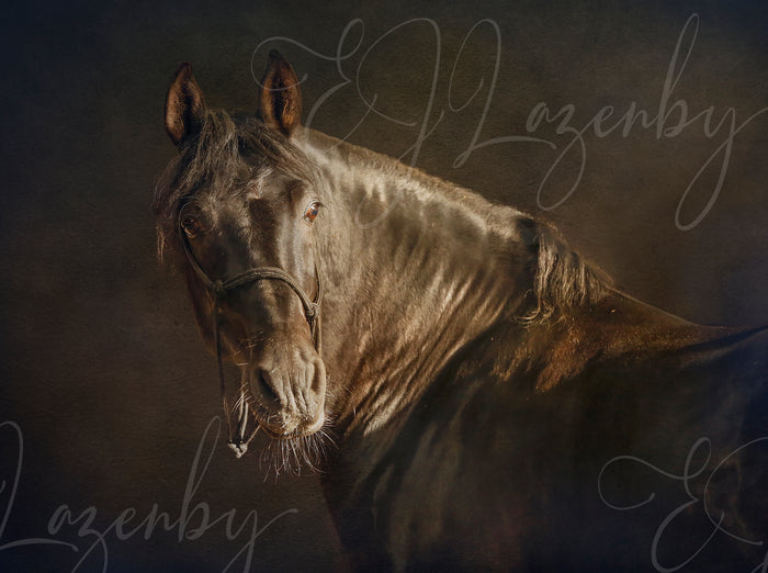 Brown Eyed Boy by EJ Lazenby