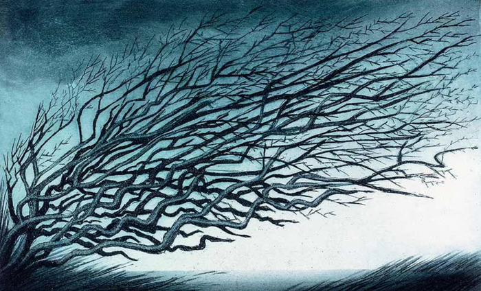 Cornish Hawthorn by Morna Rhys