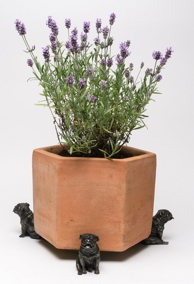 British Bulldog Plant Pot Feet