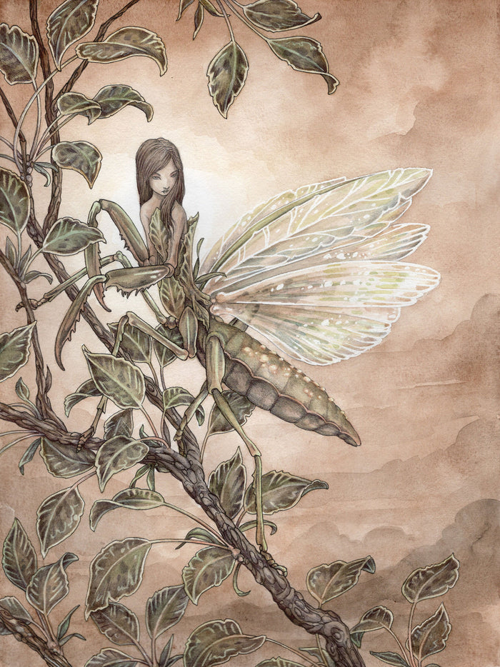 The Canopy Fae by Adam Oehlers