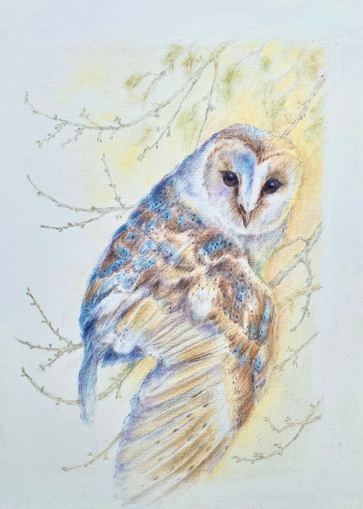 Barn Owl - by Sally Leggatt