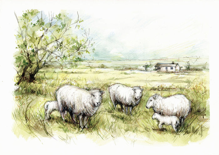 Brilley Lambs by Carmen Carreira