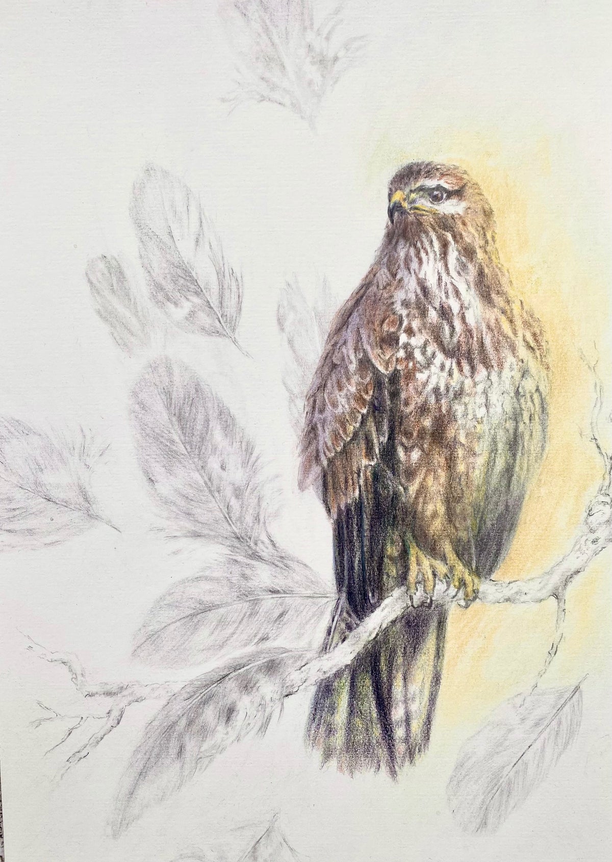 Buzzard - by Sally Leggatt