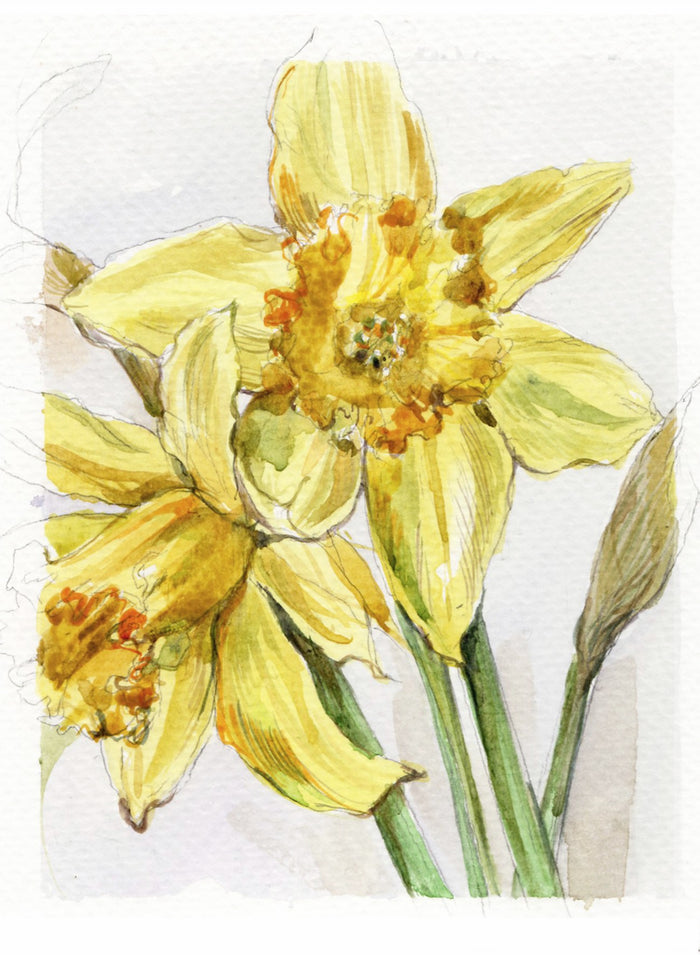 Daffodils by Carmen Carreira