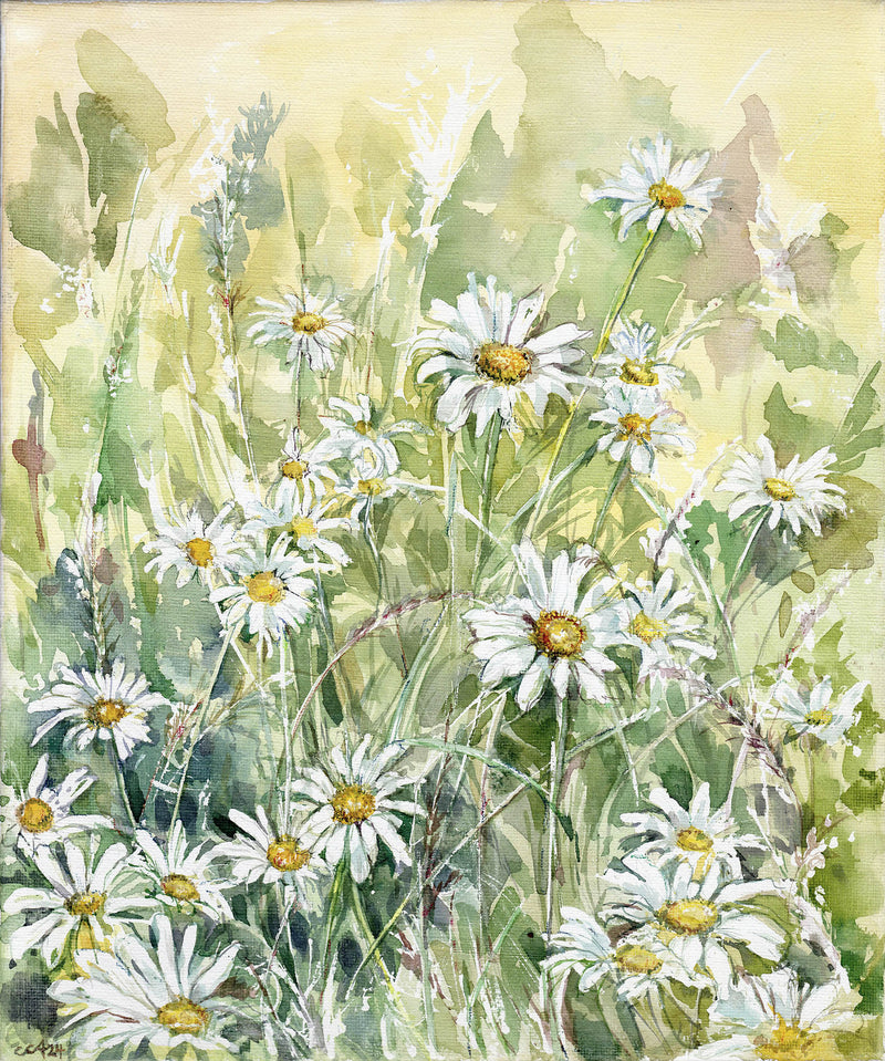 Daisies in Spring by Carmen Carreira
