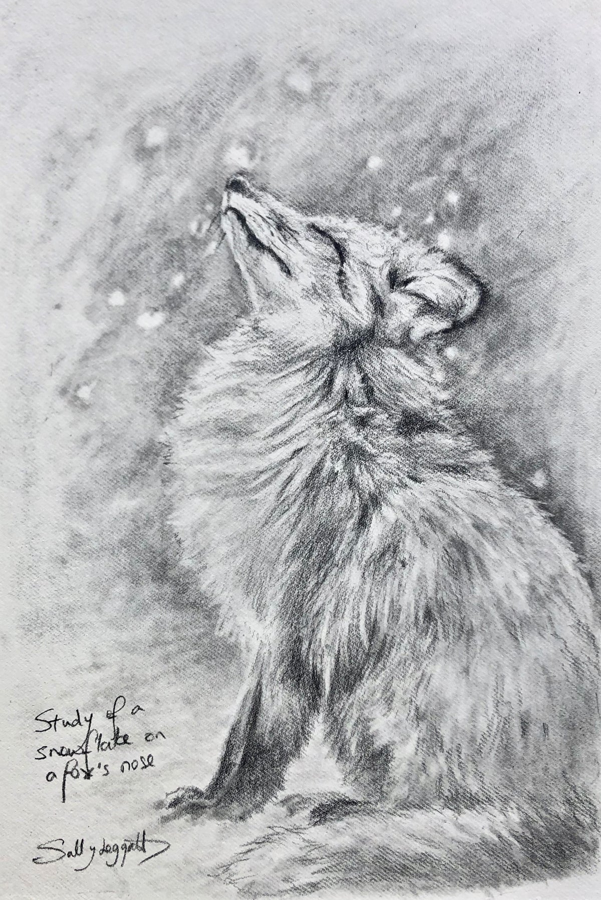 Fox with Snowflake - Graphite Study by Sally Leggatt