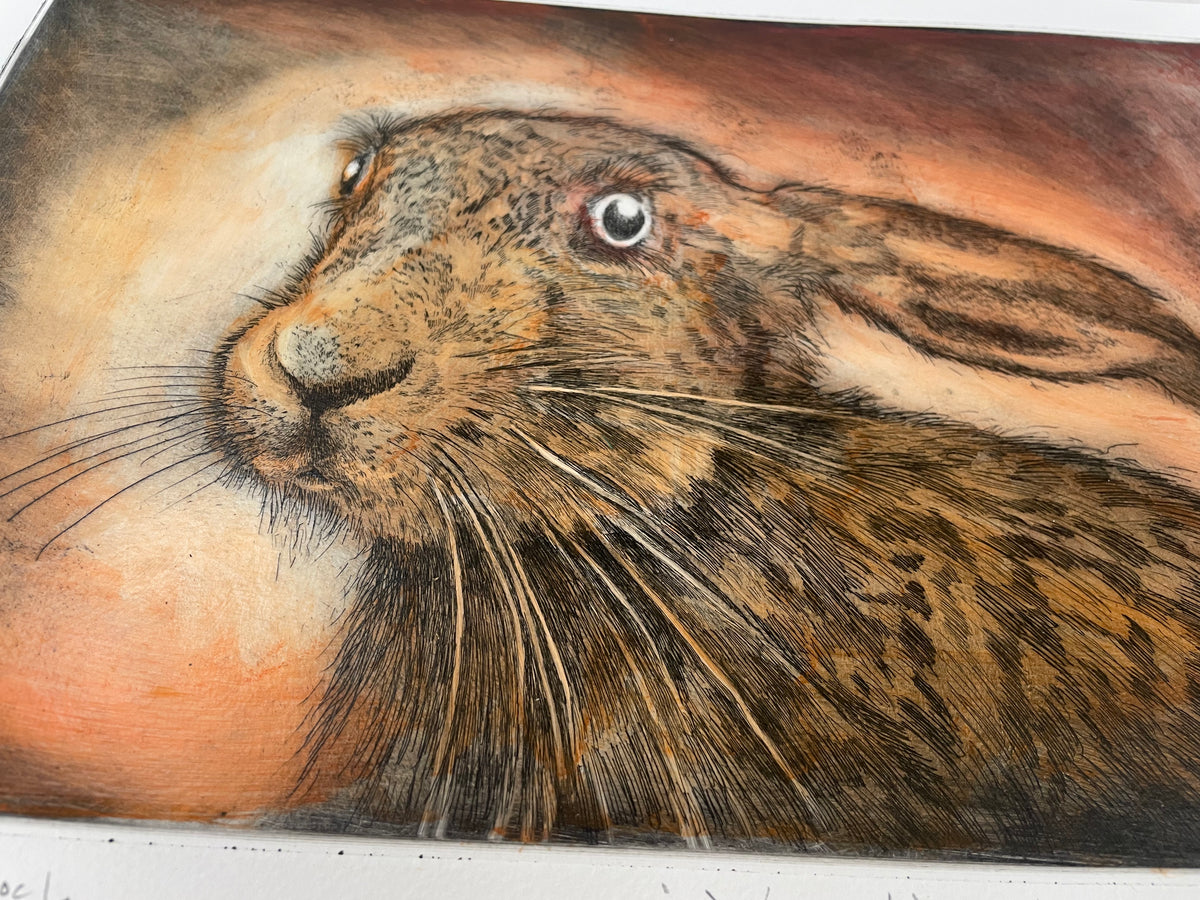 Young Hare by Ian MacCulloch