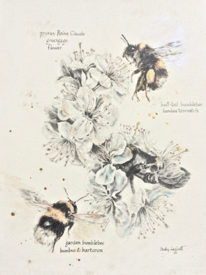 Bumble Bees on Greengage Flowers by Sally Leggatt