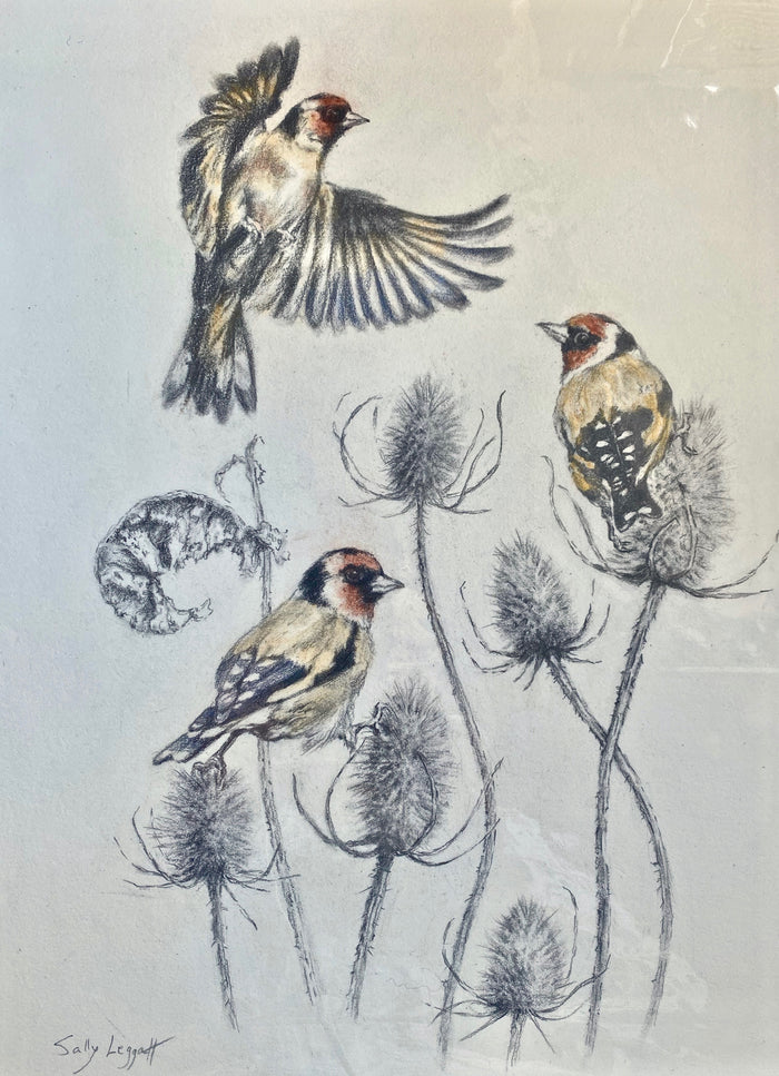 Goldfinches on Teasel - by Sally Leggatt