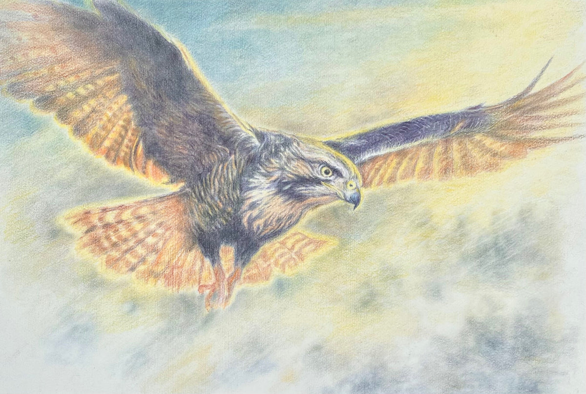 Kestrel - by Sally Leggatt