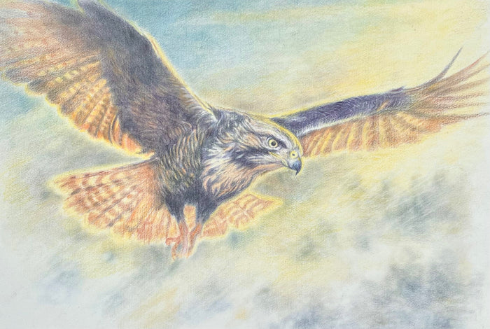 Kestrel - by Sally Leggatt