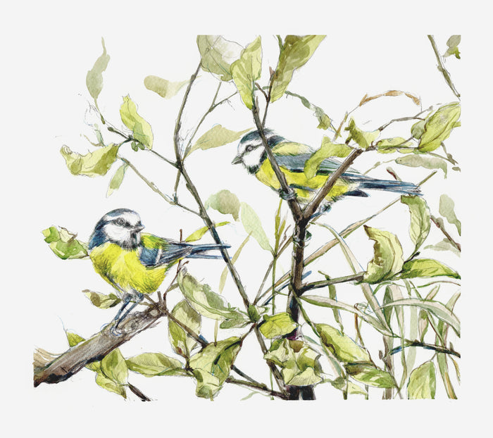 Pair of Blue Tits by Carmen Carreira