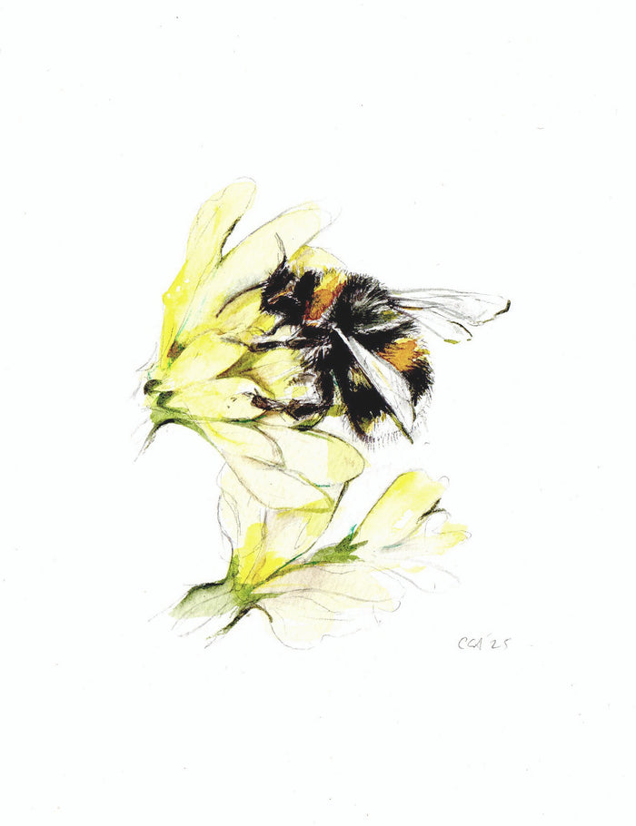 Primrose Bee by Carmen Carreira