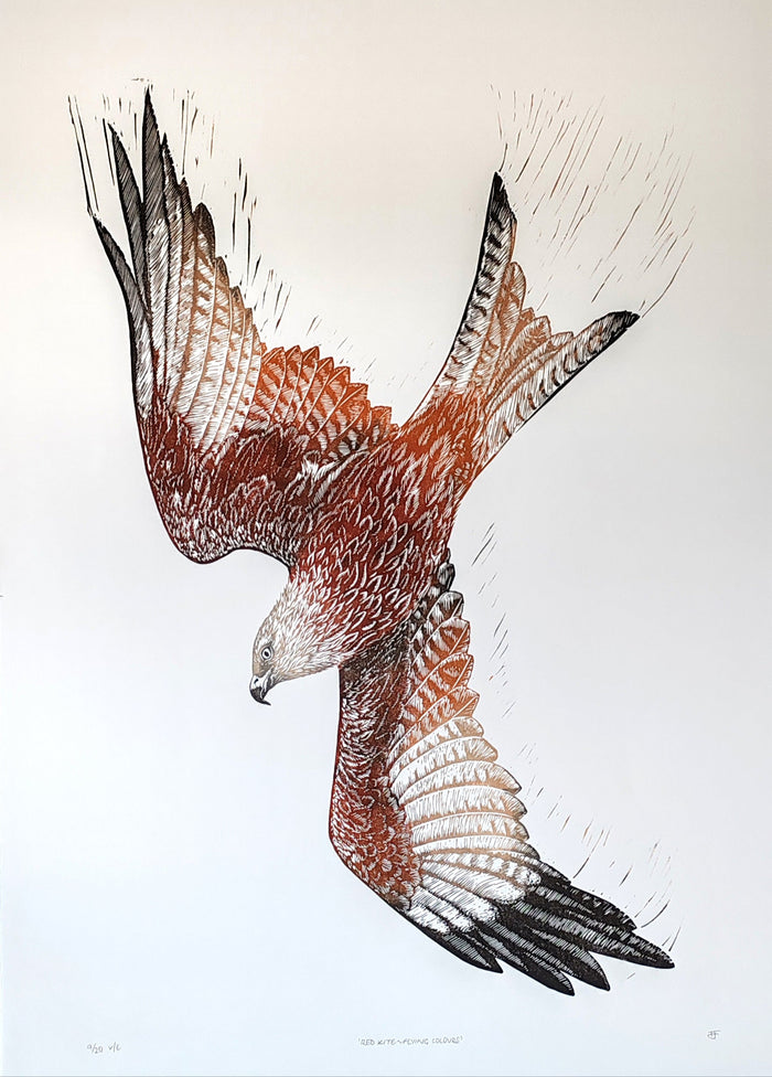 Red Kite ~ Flying Colours - Linocut by Tamsin Jolly