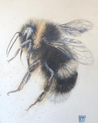 Art Inspiration from the Garden and Beyond - Drawing Bumblebees in Graphite, with Artist, Sally Leggatt