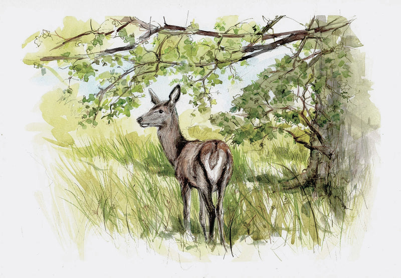 Soutcott Deer by Carmen Carreira