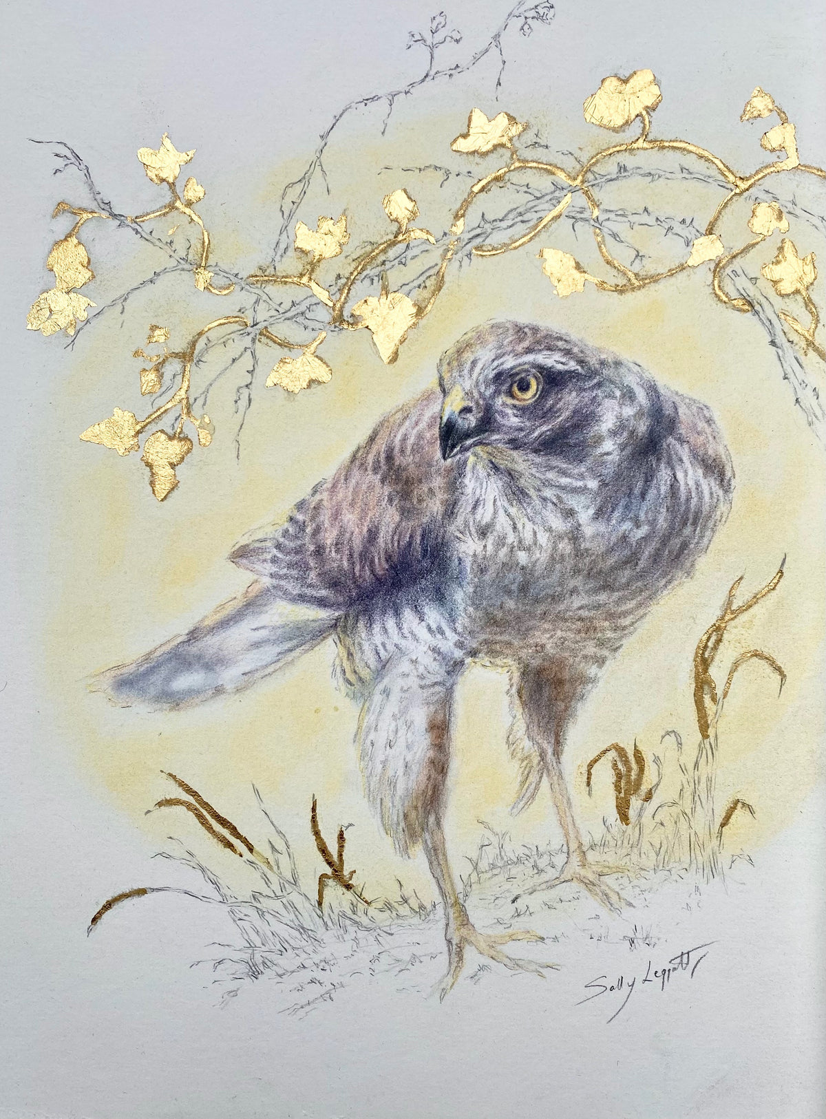 Sparrowhawk - by Sally Leggatt
