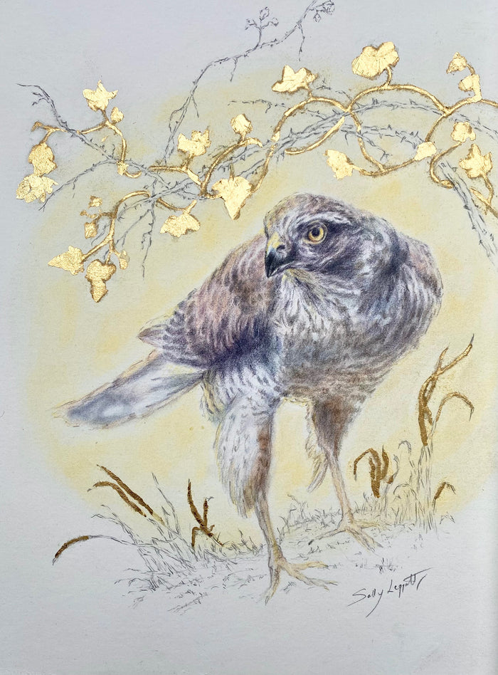 Sparrowhawk - by Sally Leggatt