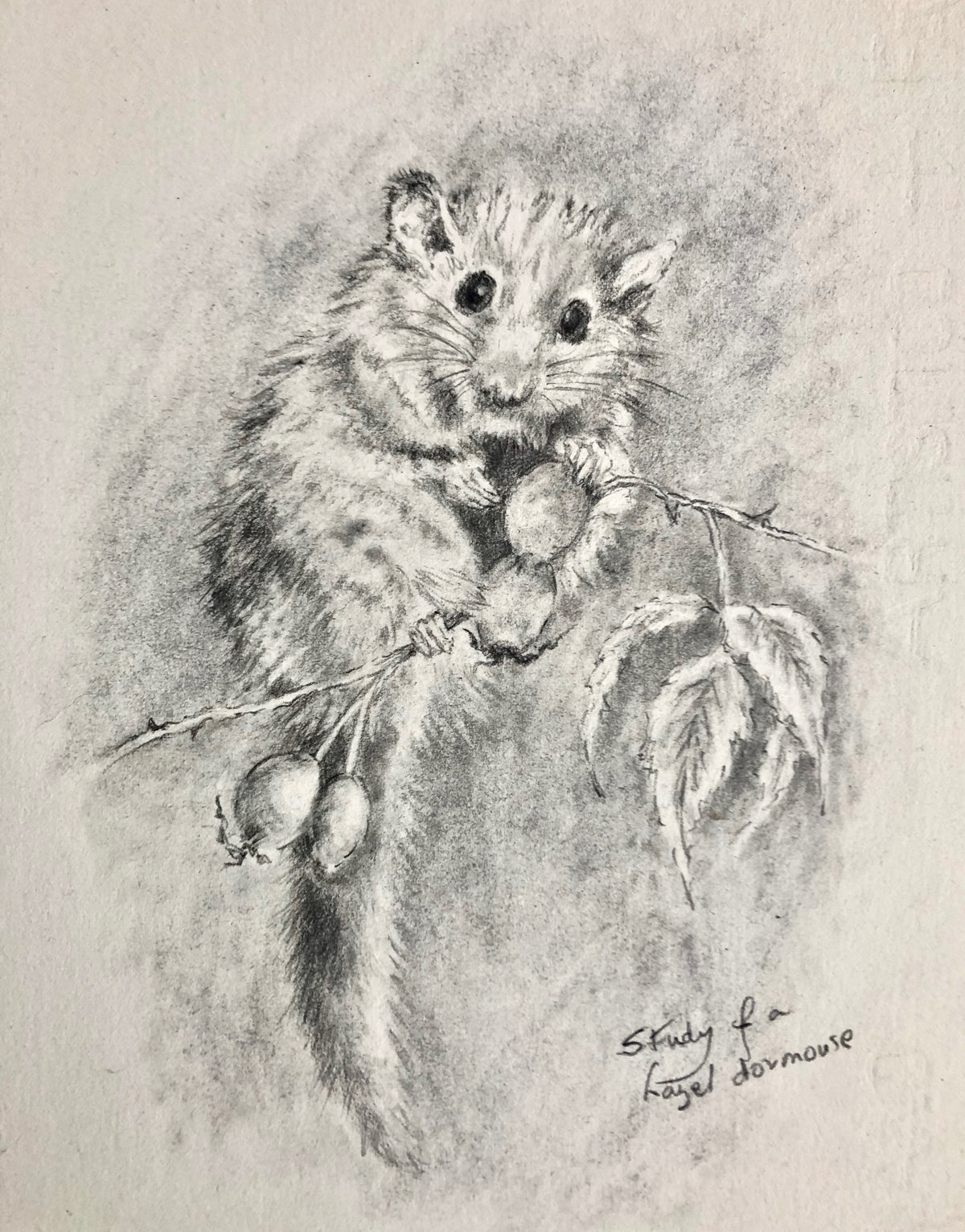 Study of a Hazel Dormouse - Graphite Study by Sally Leggatt