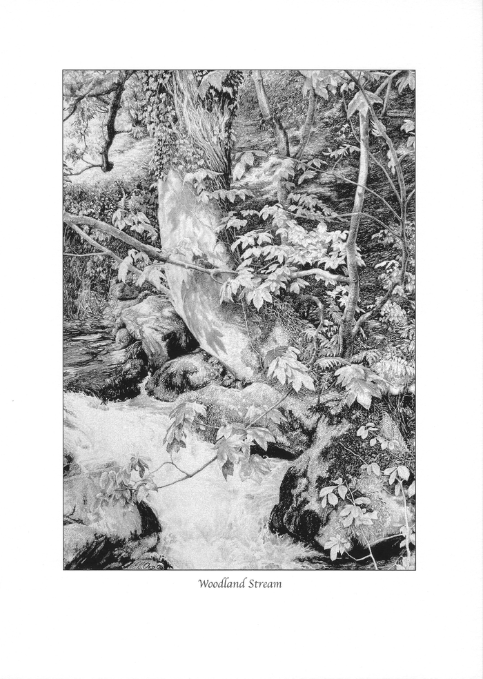Woodland Stream - Signed Print