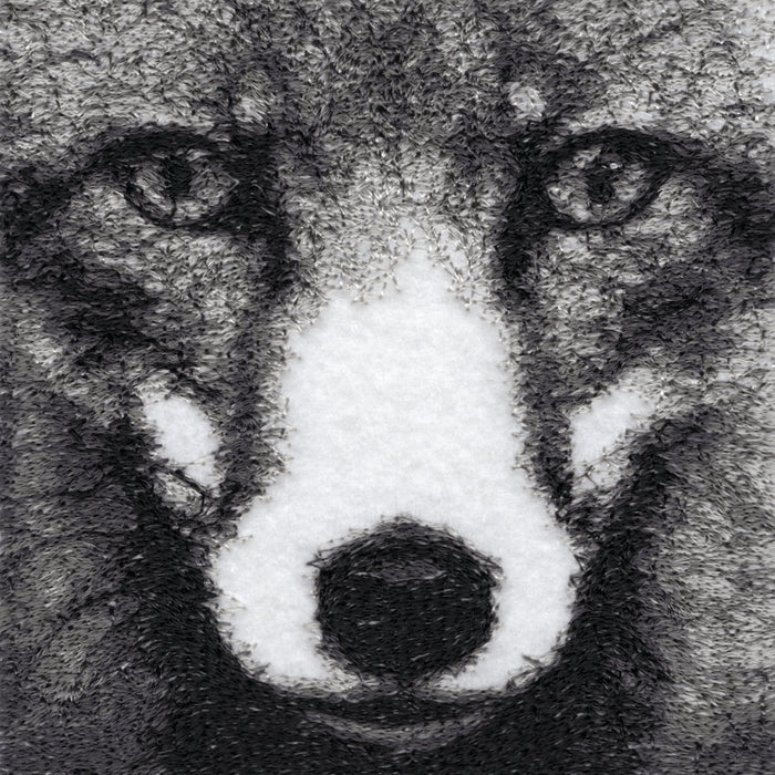 Todd the Fox by Catherine Browne