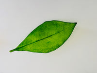 "Spring Leaf" - cast glass bowl by Anna Croxen