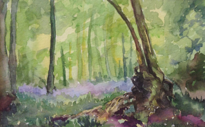 Bluebells at Ashridge