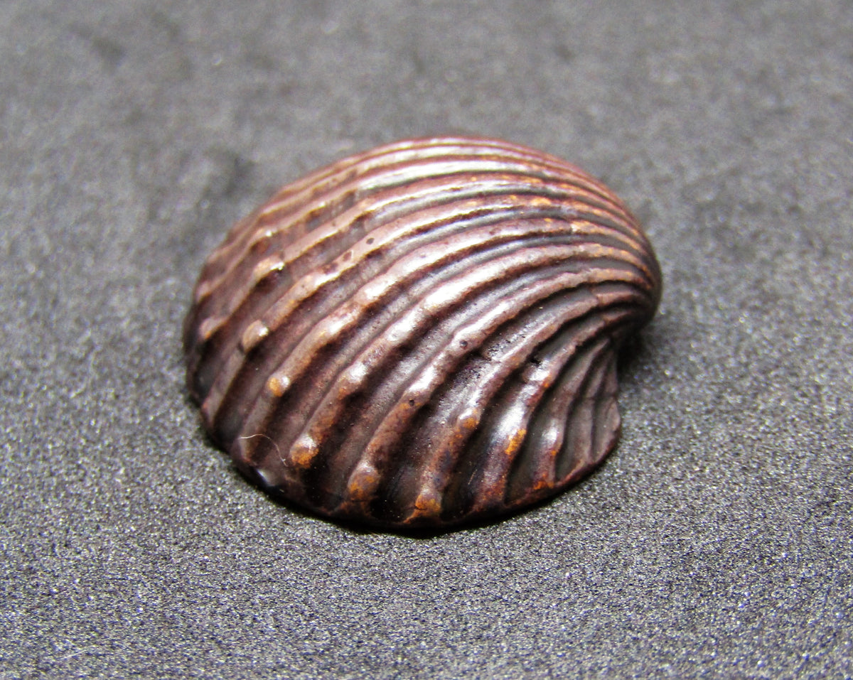 Miniature Scallop Shell