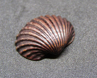 Miniature Scallop Shell