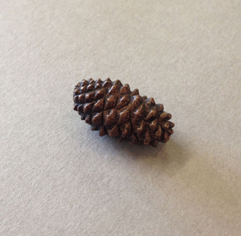 Miniature Pinecone by David Meredith