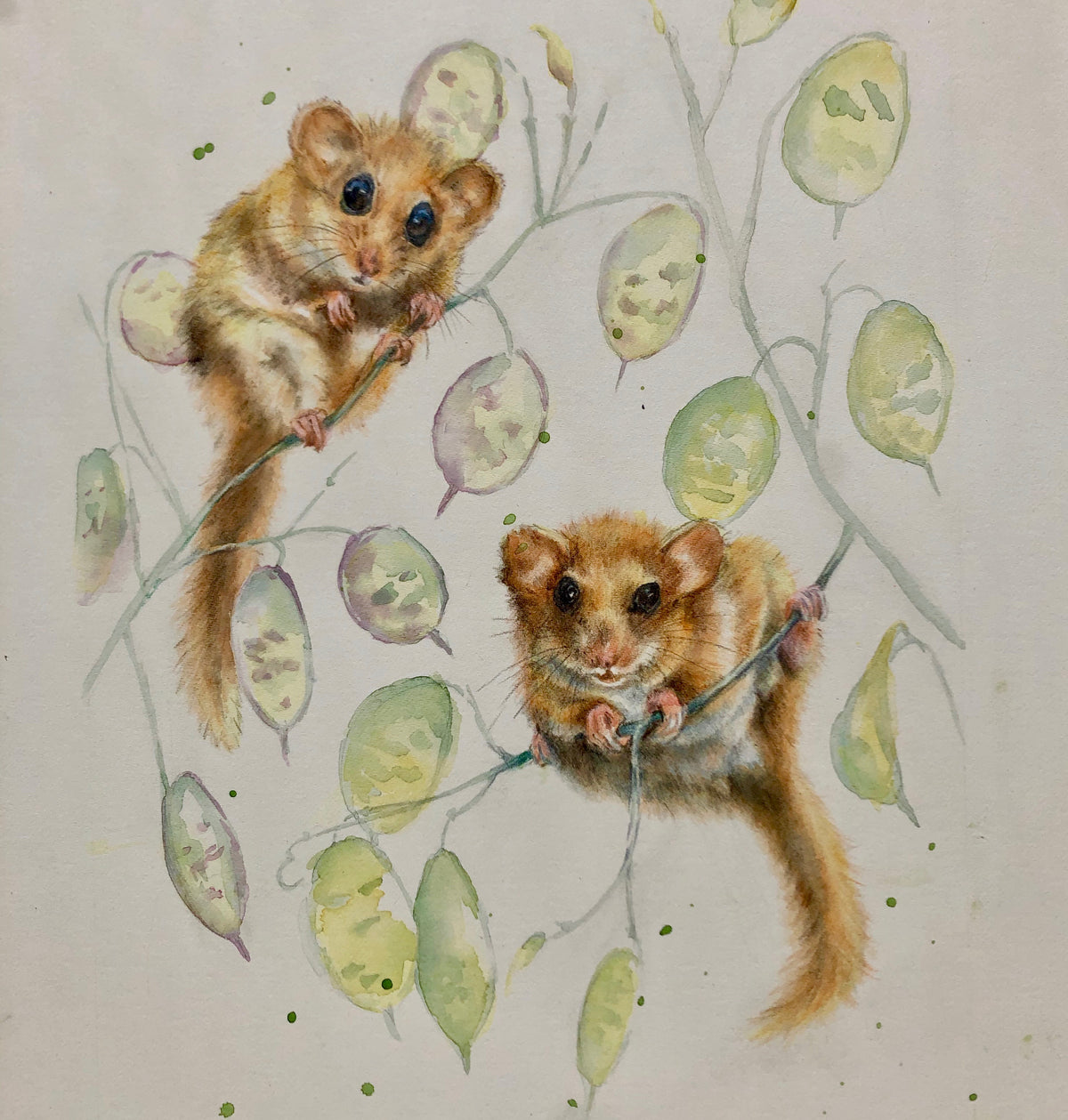 Dormice on Honesty by Sally Leggatt