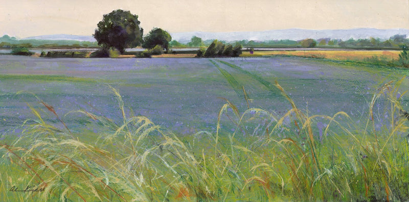 Linseed Fields by Alan Kidd