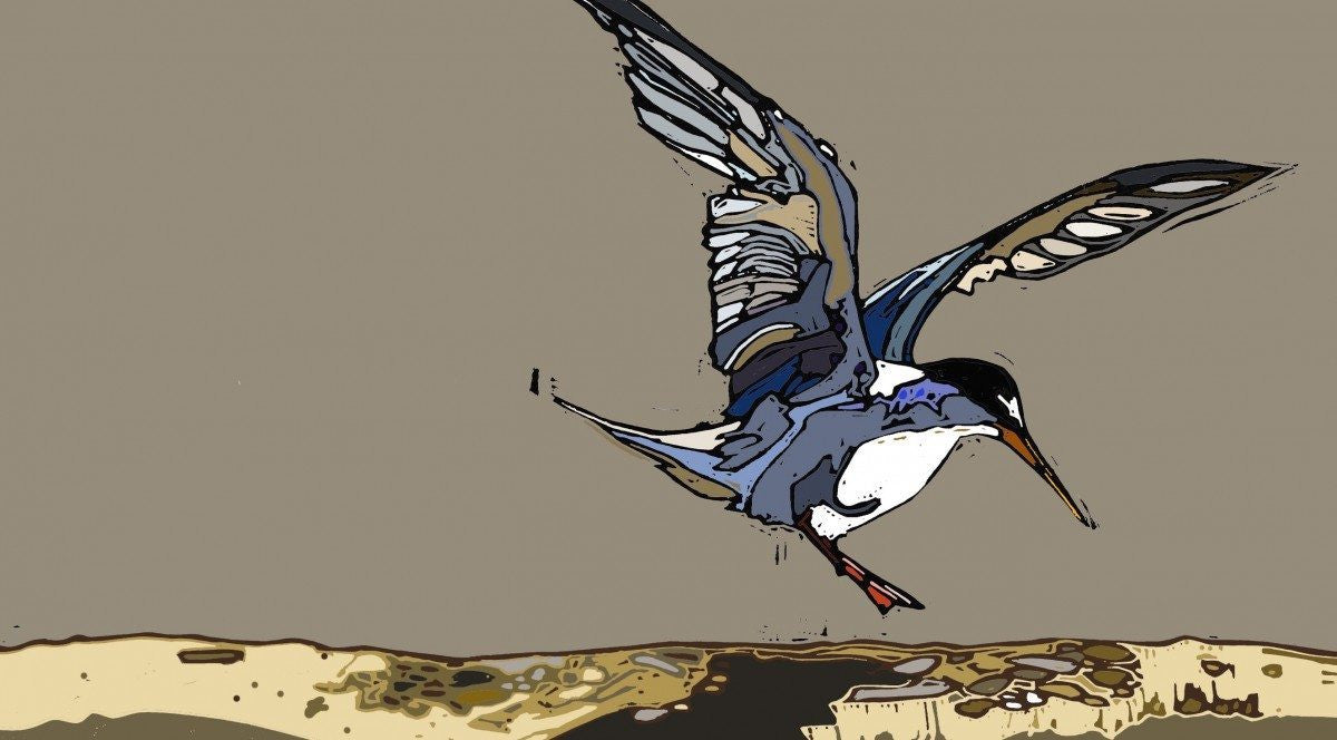 Tern at Daybreak - linocut by Jenni Cator